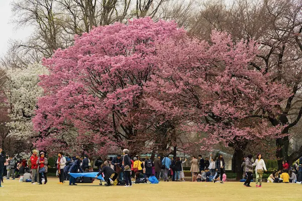 Pink blossom